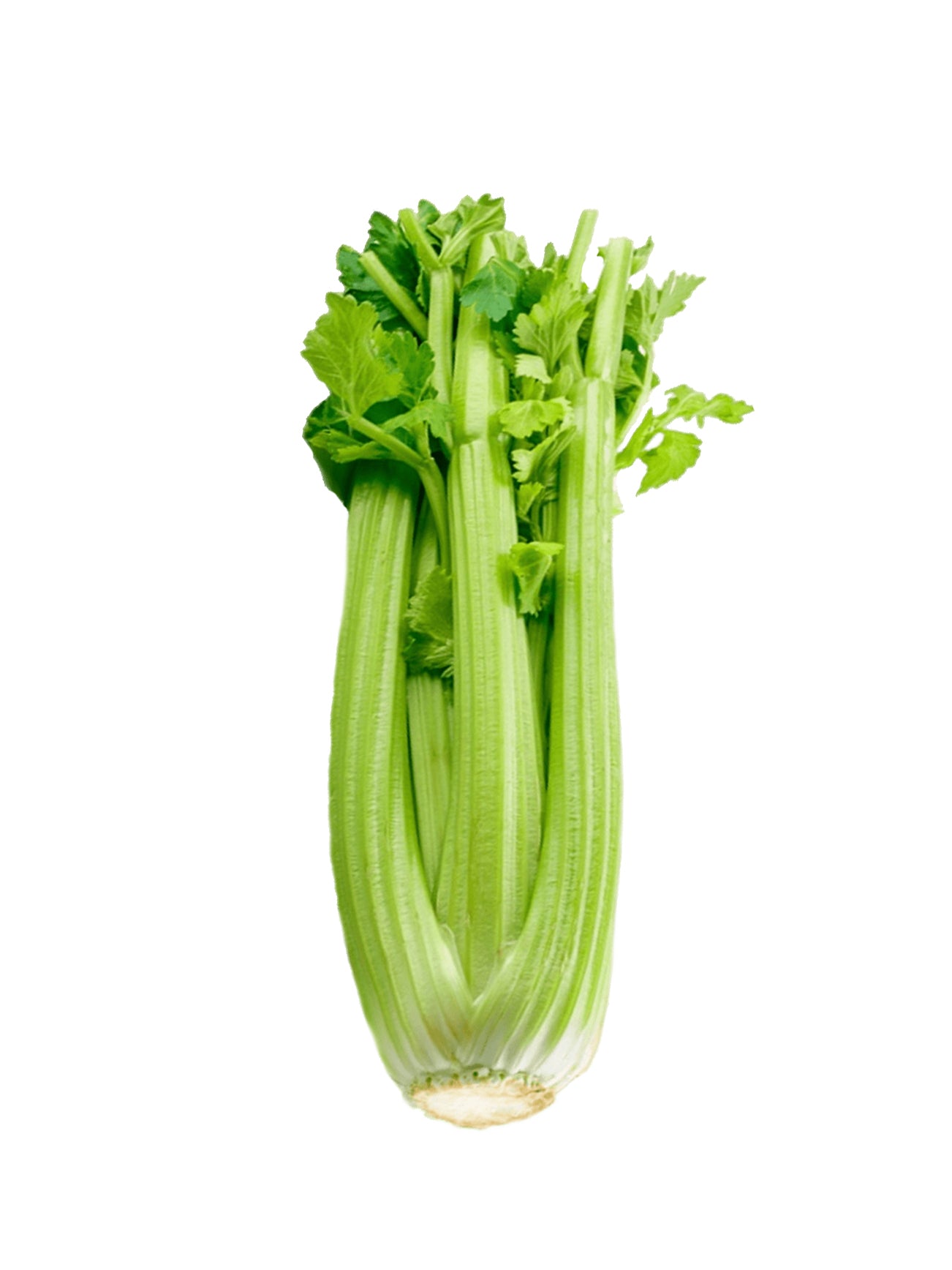 AUSTRALIA CELERY (+/- 500G)